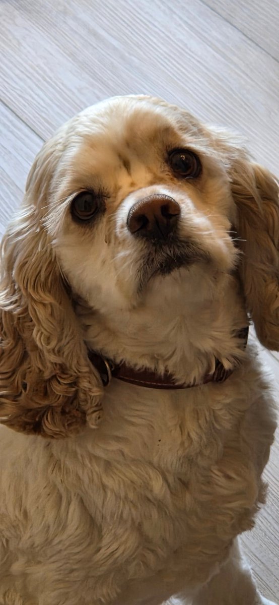 BarkBustersKW's tweet photo. Meet Annie, a 3yr old Cockerspaniel who frustrated her wonderful owners with her behaviours, charging the door, jumping on people, exhuberant play with grandkids and not liking dogs on walks.  Once her owners learned how to communicate with her, she got it..fun time https://t.co/ayoOPYWLdm
