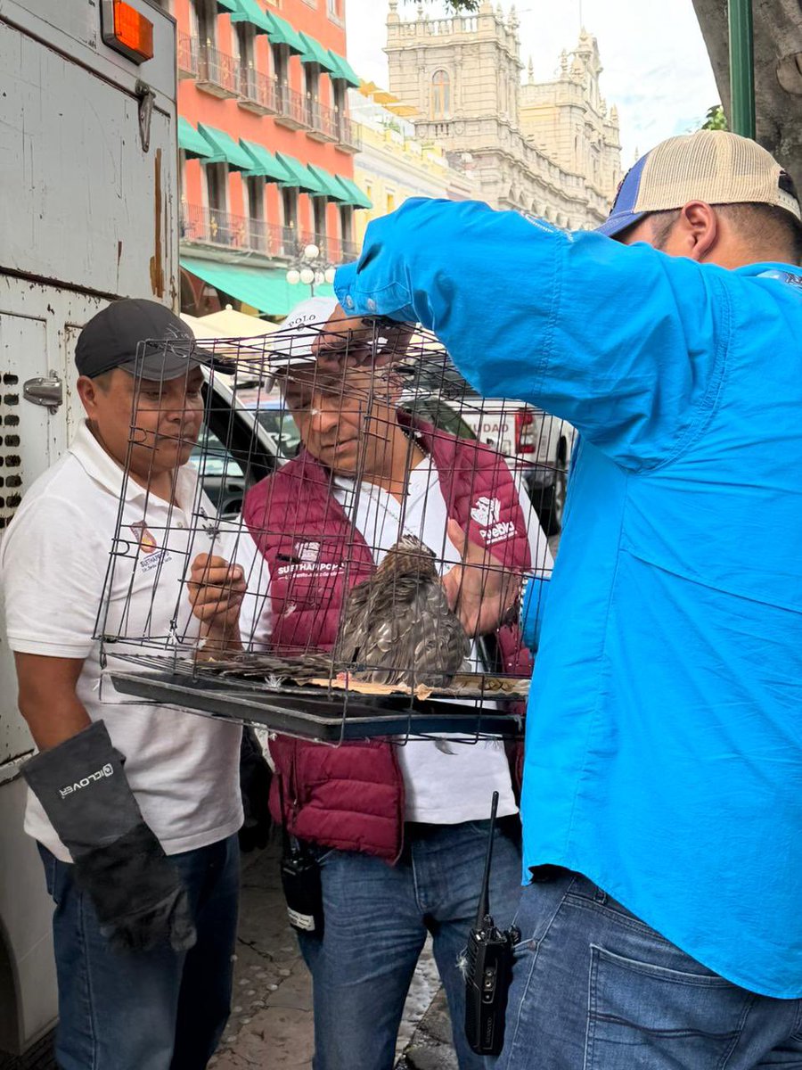 elincorrectosoy's tweet photo. 🦅 Un pequeño halcón fue rescatado en el Zócalo de Puebla por elementos de la @SSC_Pue, luego de ser detectado en una de las jardineras.

El ave fue resguardada con apoyo de Protección Animal Municipal y posteriormente canalizada a la PROFEPA.
https://t.co/3d6FvMEm6Y