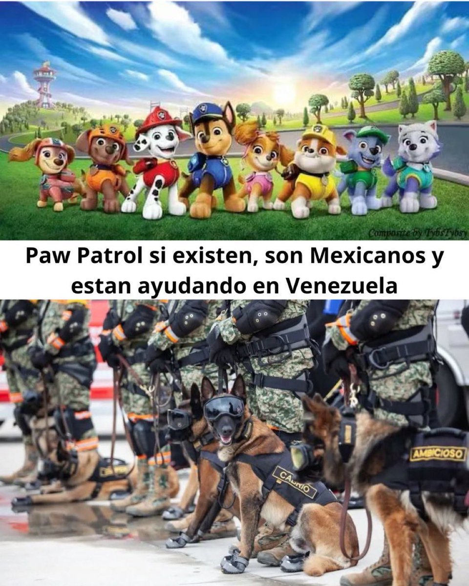 MariannaEn889Fm's tweet photo. Llegaron los expertos al rescate!!

Perritos expertos en búsqueda y rescate del Ejército Mexicano ya aterrizaron en Venezuela
👏🏻👏🏻👏🏻🐶🐶🐶❤️‍🩹💪🏼💪🏼🇲🇽 https://t.co/OL2FBF0cHQ