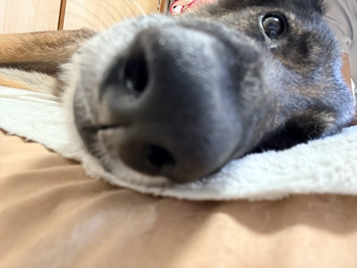 hamhammickey's tweet photo. 1枚目散歩行かないのー？
からの
2枚目ふて寝💤
昨日からずーっと雨降り☔
昼間は地震・雷・停電、そしてさっきも地震、明日はＷ台風🌀
なんか災害が起こらないか心配な週末です。
皆さまどうぞお気をつけてお過ごしくださいね。
#ジャーマンシェパード
#さくら
#ふて寝 https://t.co/Jp9AcJDHUB