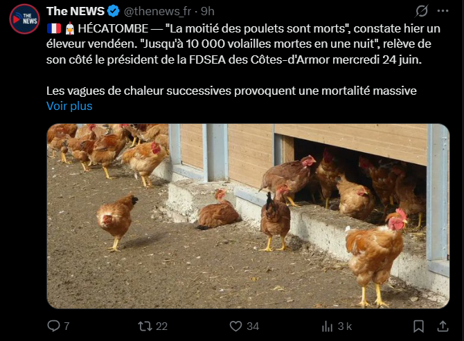 SergeZaka's tweet photo. +1000% de mortalité chez les poules, +200% chez les porcs, +45% chez les bovins.

Plusieurs millions d'animaux d'élevage sont morts sous l'effet de la canicule. Nous sommes en train de vivre une catastrophe agricole majeure, qui rejoint le traumatisme de 2003 comme étant les deux plus grandes hécatombes animales de l'histoire récente de l'agriculture française.

Face à l’afflux de carcasses, les autorités bretonnes autorisent à titre exceptionnel l’enfouissement des animaux morts dans le sol même des exploitations agricoles.

Et cette surmortalité est observée dans l'ensemble des élevages : du Label Rouge (accès à un parc extérieur arboré) au bâtiment ventilé, du bio au conventionnel. Sans compter le traumatisme de l'éleveur.

Je suis en colère. Nos débats se focalisent sur la climatisation ce qui nous fait passer à côté du véritable problème : écosystèmes souffrants, eau eutrophiée et prolifération de cyanobactéries, mortalité forestière, mortalité des oiseaux... Depuis des décennies, les gouvernements successifs appliquent une politique du sparadrap à court terme : on s'efforce de limiter les dégâts plutôt que de s'attaquer aux causes du problème...

L'adaptation de l'agriculture française au changement climatique reste largement insuffisante au regard des défis qui nous attendent. Les agriculteurs sont prêts à s'adapter. Ce qui fait défaut, ce sont une vision politique ambitieuse, des investissements à la hauteur des enjeux et une stratégie cohérente pour préparer l'agriculture de demain.

Il faut un véritable plan national de rénovation des bâtiments d’élevage, soutenu par une politique publique ambitieuse, et qui ne repose pas uniquement sur les épaules des agriculteurs : ventilation, brumisation, douches, gestion des flux d'air et des matériaux, ombrage des bâtiments, parcs arborés, aménagements extérieurs.

Tant qu'on parle d'ambition ? Donner aux éleveurs les moyens de produire en France, durablement et avec fierté, plutôt que de dépendre d'importations de viande à bas coût.

La production de viande (notamment rouge) émet des gaz à effet de serre. Autant privilégier une viande française, issue autant que possible d'élevages au pâturage, qui répondent à des exigences environnementales et de bien-être animal plus élevées. Cela implique sans doute d'en consommer moins, mais de meilleure qualité, pour celles et ceux qui choisissent d'en manger.

On vit une catastrophe agricole, mais on pourra au moins manger des cailloux dans une bulle d'air climatisée. C'est tellement agréable. J'ai besoin de prendre l'air après ces jours intenses. Je suis fatigué.