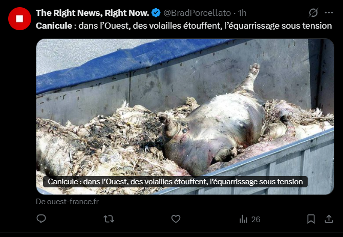 SergeZaka's tweet photo. +1000% de mortalité chez les poules, +200% chez les porcs, +45% chez les bovins.

Plusieurs millions d'animaux d'élevage sont morts sous l'effet de la canicule. Nous sommes en train de vivre une catastrophe agricole majeure, qui rejoint le traumatisme de 2003 comme étant les deux plus grandes hécatombes animales de l'histoire récente de l'agriculture française.

Face à l’afflux de carcasses, les autorités bretonnes autorisent à titre exceptionnel l’enfouissement des animaux morts dans le sol même des exploitations agricoles.

Et cette surmortalité est observée dans l'ensemble des élevages : du Label Rouge (accès à un parc extérieur arboré) au bâtiment ventilé, du bio au conventionnel. Sans compter le traumatisme de l'éleveur.

Je suis en colère. Nos débats se focalisent sur la climatisation ce qui nous fait passer à côté du véritable problème : écosystèmes souffrants, eau eutrophiée et prolifération de cyanobactéries, mortalité forestière, mortalité des oiseaux... Depuis des décennies, les gouvernements successifs appliquent une politique du sparadrap à court terme : on s'efforce de limiter les dégâts plutôt que de s'attaquer aux causes du problème...

L'adaptation de l'agriculture française au changement climatique reste largement insuffisante au regard des défis qui nous attendent. Les agriculteurs sont prêts à s'adapter. Ce qui fait défaut, ce sont une vision politique ambitieuse, des investissements à la hauteur des enjeux et une stratégie cohérente pour préparer l'agriculture de demain.

Il faut un véritable plan national de rénovation des bâtiments d’élevage, soutenu par une politique publique ambitieuse, et qui ne repose pas uniquement sur les épaules des agriculteurs : ventilation, brumisation, douches, gestion des flux d'air et des matériaux, ombrage des bâtiments, parcs arborés, aménagements extérieurs.

Tant qu'on parle d'ambition ? Donner aux éleveurs les moyens de produire en France, durablement et avec fierté, plutôt que de dépendre d'importations de viande à bas coût.

La production de viande (notamment rouge) émet des gaz à effet de serre. Autant privilégier une viande française, issue autant que possible d'élevages au pâturage, qui répondent à des exigences environnementales et de bien-être animal plus élevées. Cela implique sans doute d'en consommer moins, mais de meilleure qualité, pour celles et ceux qui choisissent d'en manger.

On vit une catastrophe agricole, mais on pourra au moins manger des cailloux dans une bulle d'air climatisée. C'est tellement agréable. J'ai besoin de prendre l'air après ces jours intenses. Je suis fatigué.