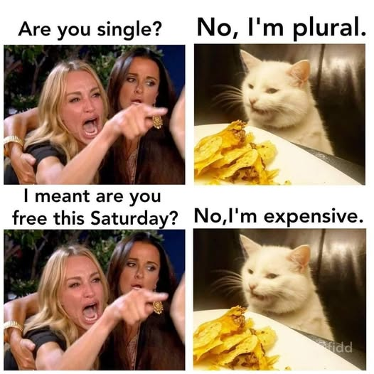tiger26931's tweet photo. I'm expensive... 😹😹😹 https://t.co/zmfshcD7ui