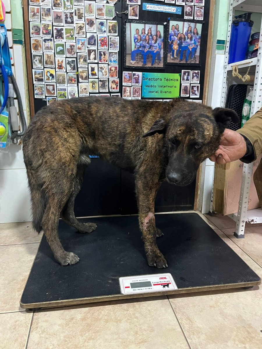 Cassata20's tweet photo. Tengo que agradecer a clínica Tribu Animal de Concepción por toda su ayuda hacia mis colegas rescatados.
Esta semana recibieron de emergencia a Indio.
Además me prestaron un body para Roma y me regalaron un saco de alimento para #LaRutaDeLenga https://t.co/6hJTx7huHH