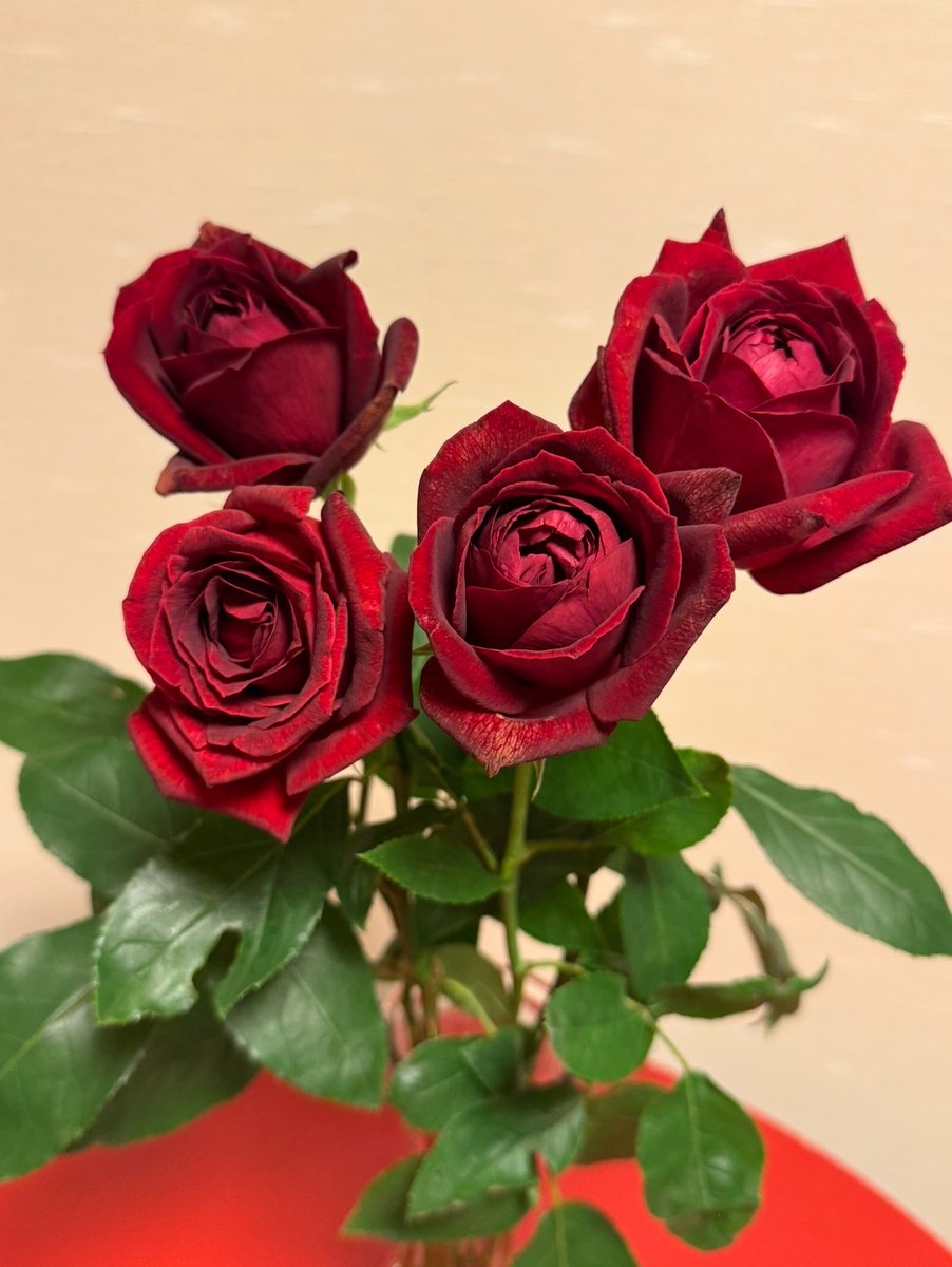 kucchi935's tweet photo. とうとう #YOSHIKI さんの薔薇🌹
『紅』が届きました！！

気高く美しく、優美なお花✨
棘が多いらしく、鋭さも潜ませていて…
ちょっとYOSHIKIさんみたいですね😊

いつか、普通にお花屋さんに並ぶ日が来るといいな🩷

#KURENAI 
#eveningwithyoshiki
#breakfastwithyoshiki 
@YoshikiOfficial https://t.co/NA3VXBsUGg