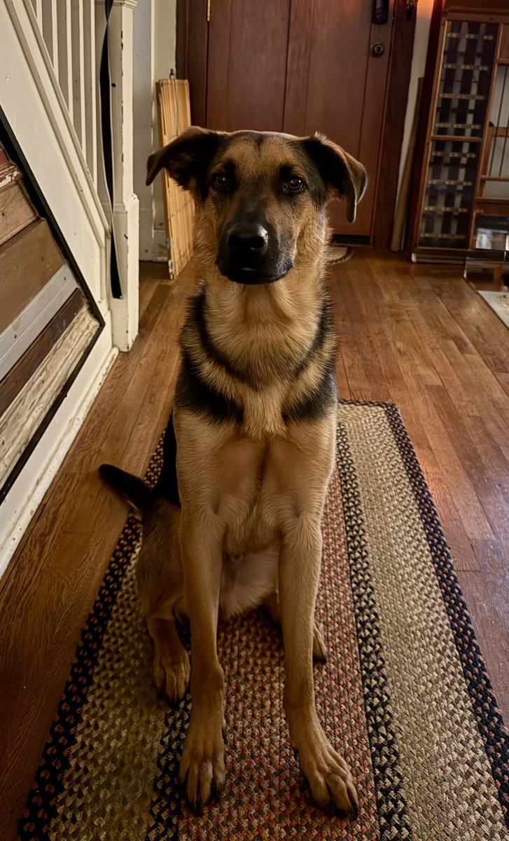 IOV_OWL's tweet photo. Mulder is such a good boy. https://t.co/LH3EQkI8D9