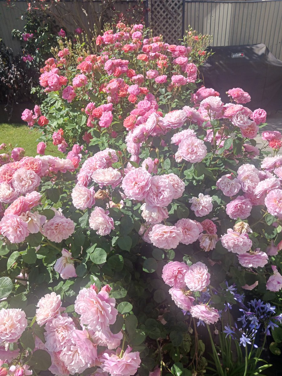 kbrown1406's tweet photo. @DAustinRoses Our beautiful roses.. a hugely successful year @DAustinRoses https://t.co/BBPY0hckSz