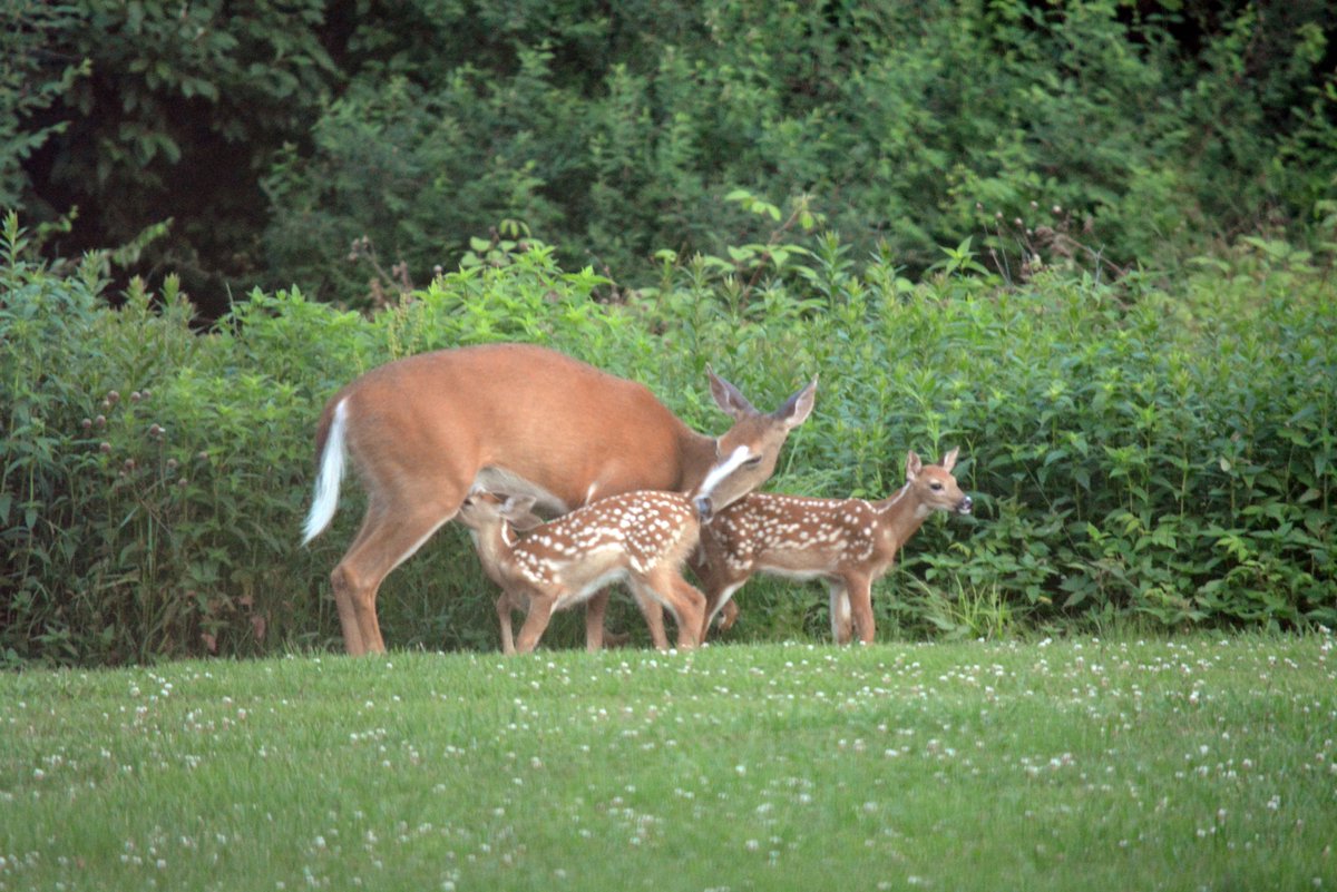WmWAustin's tweet photo. Beautiful morning visitor up here on the hill in Penn’s Woods. Mama doe and her twins stopping by the yard. Always a good day when my neighbors stop by.  🇺🇸❤️🦌 https://t.co/EwNGohklo2