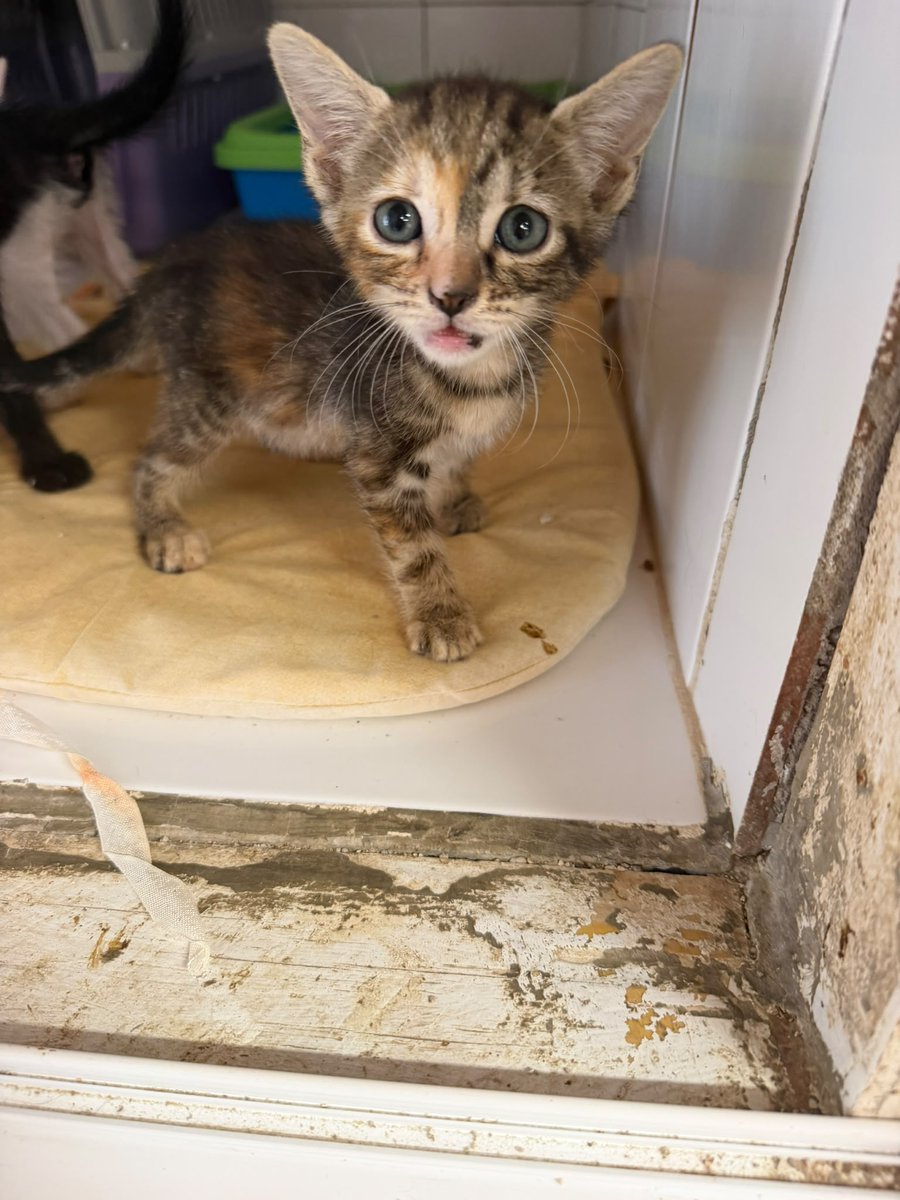 f_lo_morant's tweet photo. XANTIA EN ADOPCIÓN! Es un bebé de 1 mes y medio. Tiene una carita y un pelaje precioso. No puede ser más cariñosa y habladora. Cuando abrimos la puerta siempre nos está esperando. Se lleva muy bien con otros gatos. Está en Alicante pero puede viajar.
655 44 15 14 Ainhoa. https://t.co/u566uJXsSk