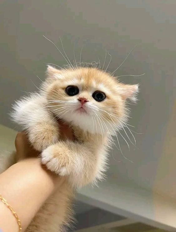 😺 Daily Meows🐈 tweet media