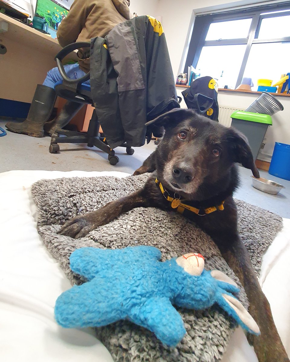 DT_Leeds's tweet photo. It's #BringYourDogToWorkDay so we're sharing these pics of Opie who loves chilling in various offices while he's waiting to find his forever home. 😍

Meet him 👉 https://t.co/eoqievmaym

#Leeds #AdoptDontShop #RescueDogs #OfficeDog @DogsTrust https://t.co/xIkv5BlCQi