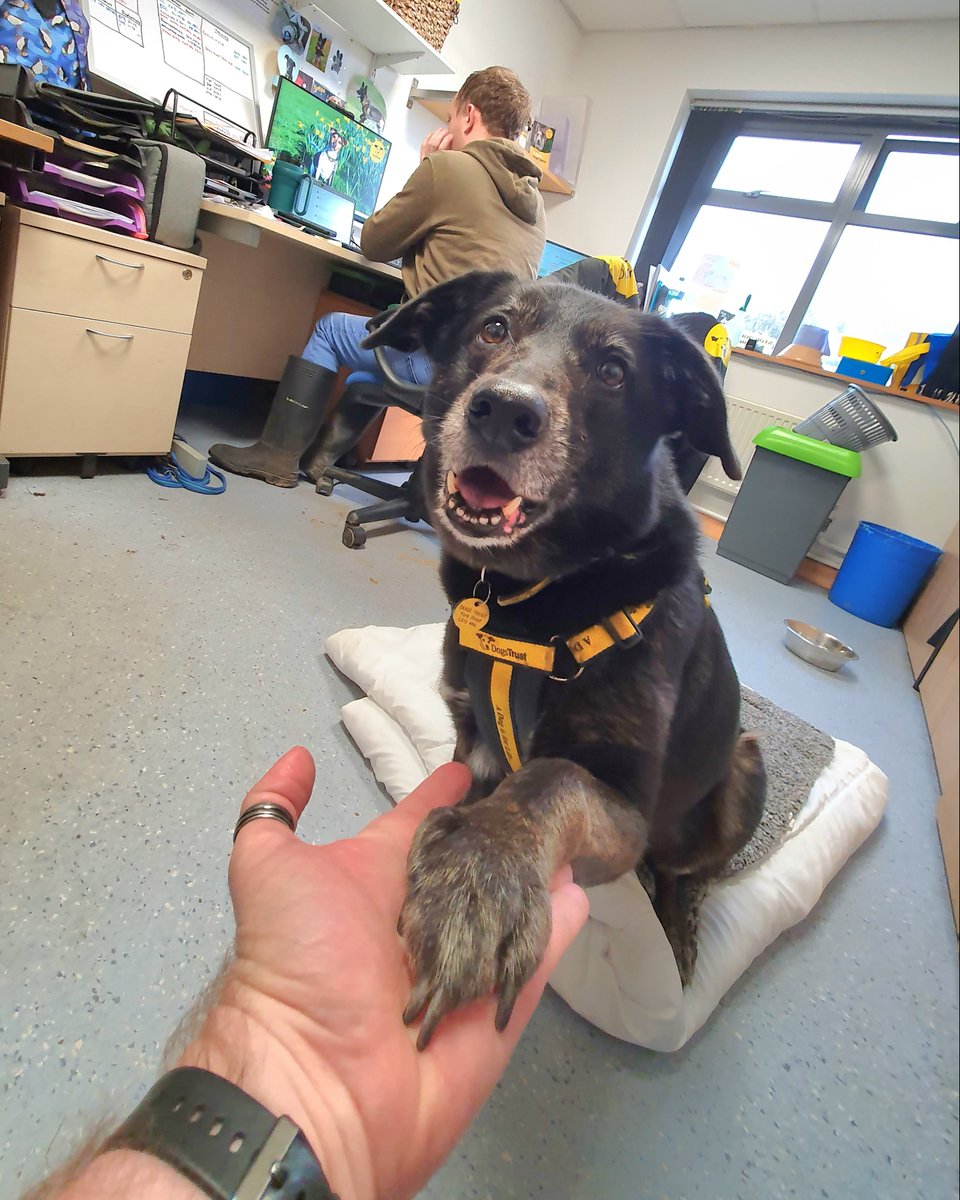DT_Leeds's tweet photo. It's #BringYourDogToWorkDay so we're sharing these pics of Opie who loves chilling in various offices while he's waiting to find his forever home. 😍

Meet him 👉 https://t.co/eoqievmaym

#Leeds #AdoptDontShop #RescueDogs #OfficeDog @DogsTrust https://t.co/xIkv5BlCQi