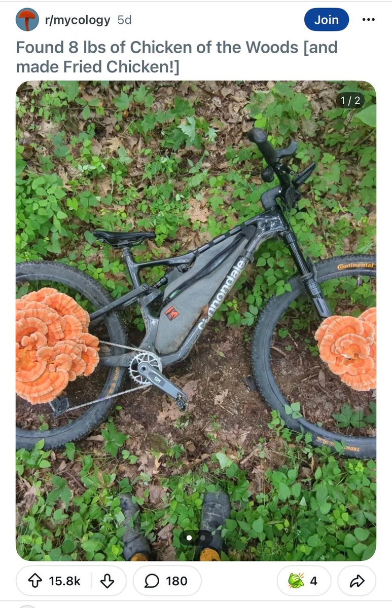 equine__dentist's tweet photo. what the fuck is going on in the woods https://t.co/vlrCDOWENo