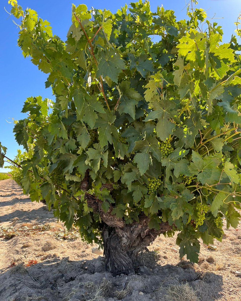 VinodeToro's tweet photo. Salimos al campo a observar el estado de los viñedos y los racimos ya van cogiendo forma. Ya es visible su formación y es cada vez más grande el tamaño de las uvas. Seguimos su proceso. #DOToro 😍🍇🍇👇🏻 https://t.co/w1ujtUHNIh