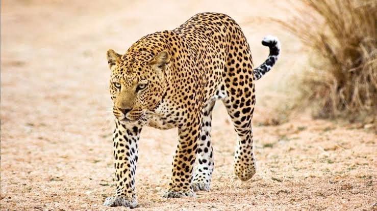 KazadiJolieA1's tweet photo. @StanysBujakera Seigneur !!!😩

Ces deux félins ont presque une morphologie identique, et je suis sûre que le pasteur lui-même n’arrive pas à distinguer le léopard du guépard figurant sur les armoiries😂

La faute revient au sculpteur ou à l’animal?🤔
@felix_nkumbu 
@Observateur_X 
@uziblanchard https://t.co/b2DrgXTRiT