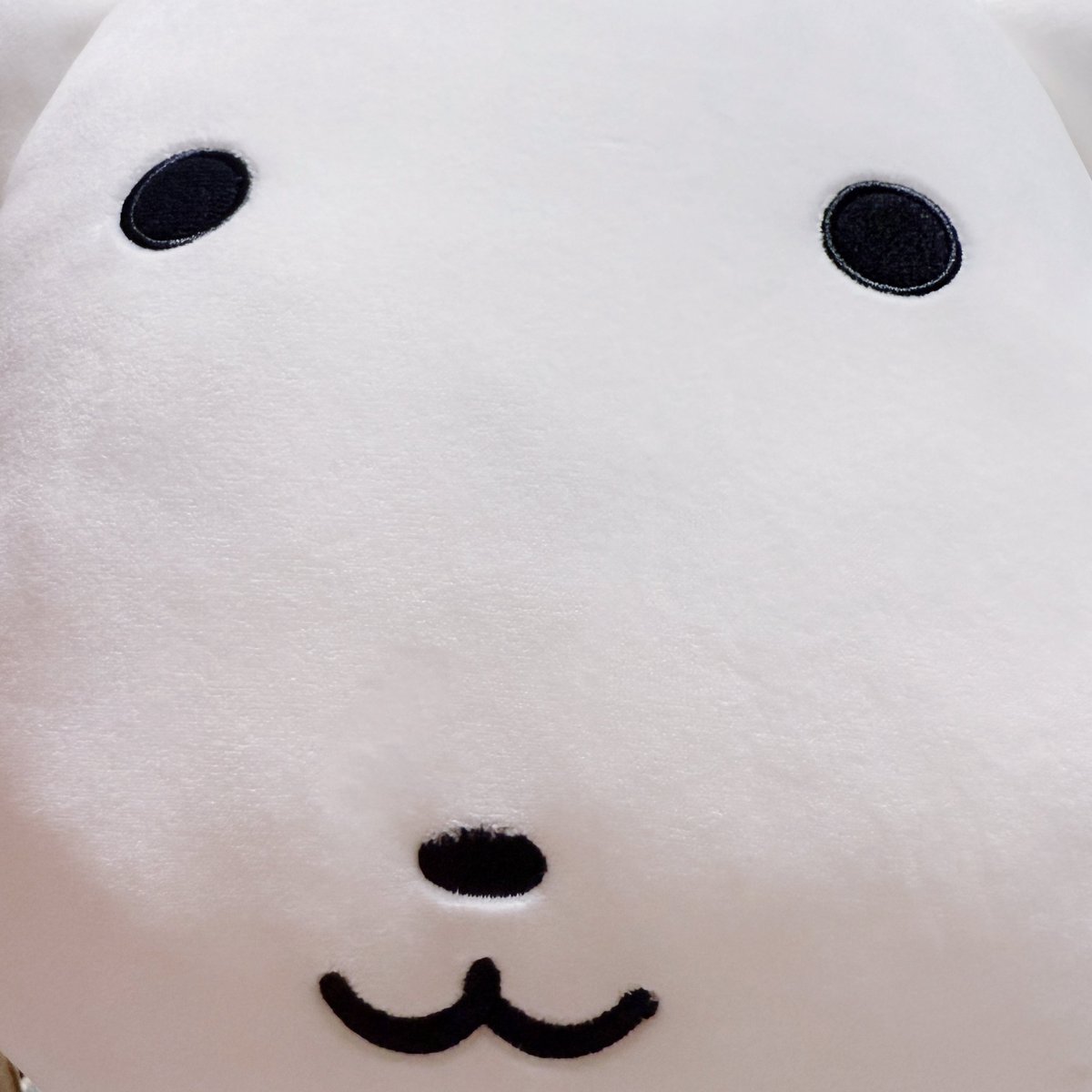 wan1_dog's tweet photo. まむちゃん見て、クッション(かわいい) https://t.co/k7Ugmf88OY