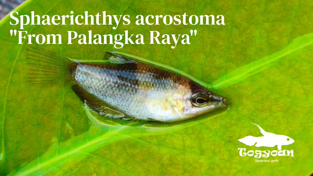 Balitoridae's tweet photo. Parosphromenus linkei
Sphaerichthys acrostoma
Rasbora pauciperforata
Desmopuntius johorensis

グロッキーだし2日に渡る脱水でもうフラッフラだったけど本日も採集。（流石にちょっとだけね）

過去にも訪れたポイントを再訪しました。
相変わらずR.pauciperforataは訳わかんない色してて最高。
D. johorensisは初採集の魚です多分。嬉しい。

リンケイもいいサイズのものが観察できてよかったですー。
アクロストマは極少数、リリースどころか多分自分の分すら残りません。悲しい。

#闘魚庵遠征