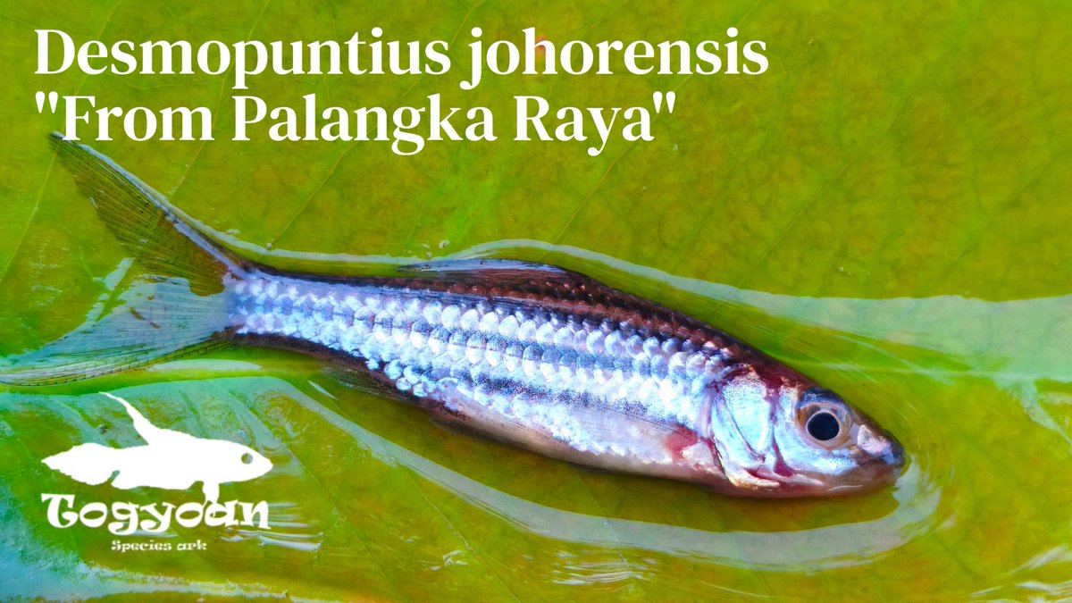 Balitoridae's tweet photo. Parosphromenus linkei
Sphaerichthys acrostoma
Rasbora pauciperforata
Desmopuntius johorensis

グロッキーだし2日に渡る脱水でもうフラッフラだったけど本日も採集。（流石にちょっとだけね）

過去にも訪れたポイントを再訪しました。
相変わらずR.pauciperforataは訳わかんない色してて最高。
D. johorensisは初採集の魚です多分。嬉しい。

リンケイもいいサイズのものが観察できてよかったですー。
アクロストマは極少数、リリースどころか多分自分の分すら残りません。悲しい。

#闘魚庵遠征
