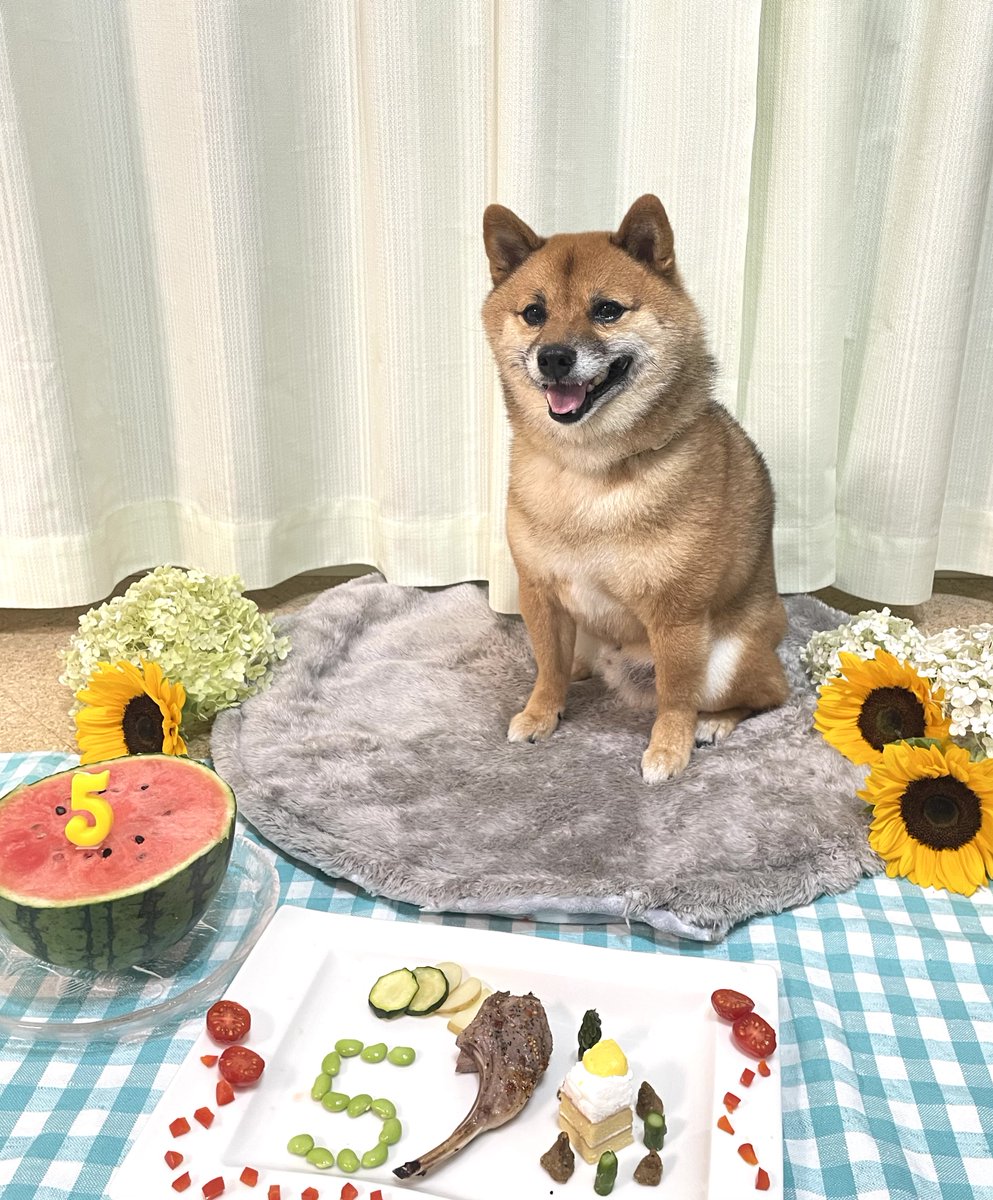 rojiko7's tweet photo. おめでとう〜🙌って言ったら、ﾆｺｯ🐶
今日5歳になりました✨
#豆柴　#柴犬 https://t.co/Kivi1wVnVZ