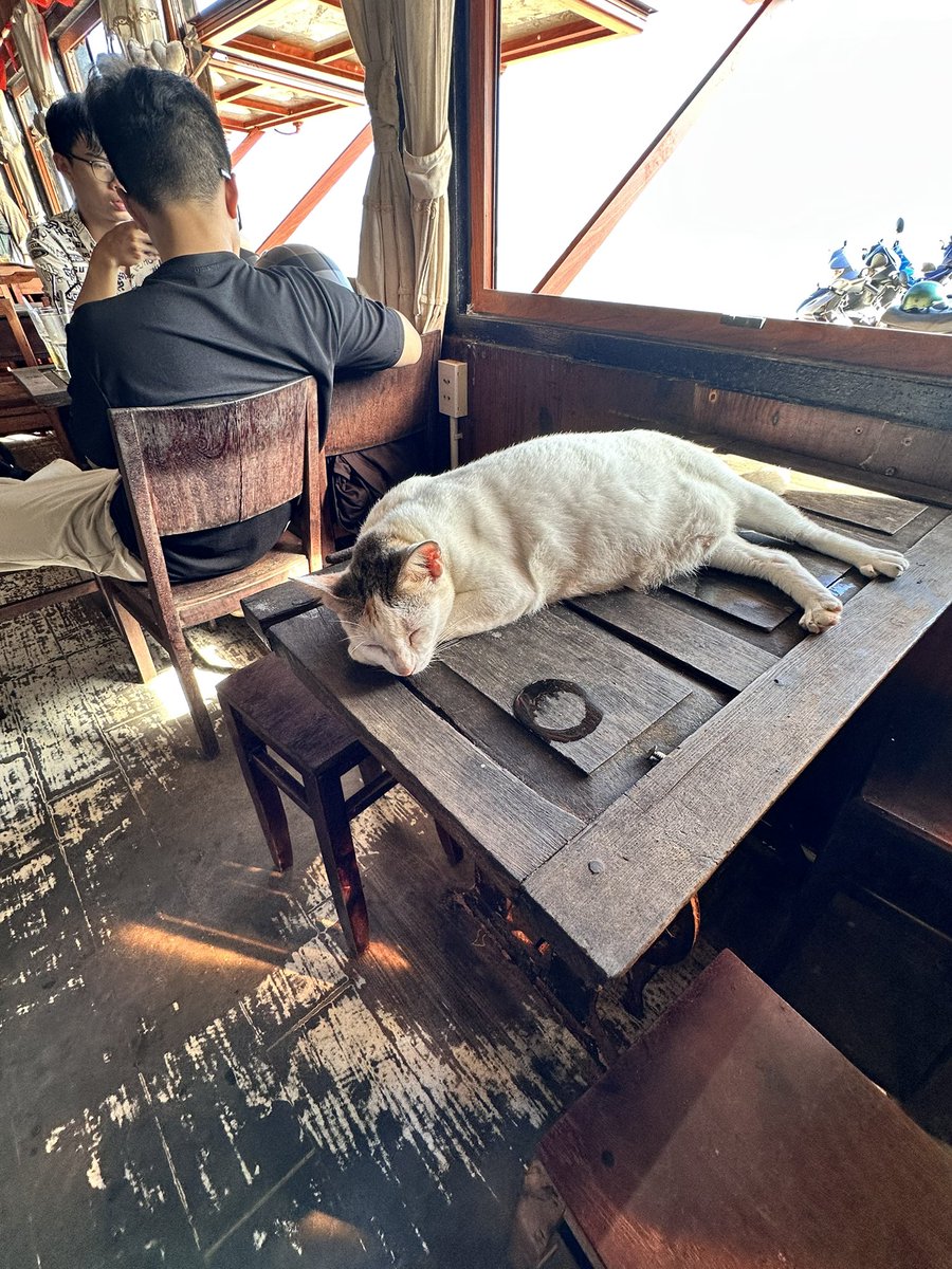 Onigiri93's tweet photo. 海が見えるカフェに行ってきた。店主さんが何匹か猫を飼っていて、その中でもテーブルの上で寝ていた白くてぷくぷくの猫が一番かわいかった。Google Mapを見たら、その子の写真を撮っている人が結構たくさんいた。😆お店は漁村の奥にあって、少し歩かないとたどり着けない。ここに座ると、遠くの向こう側にVũng Tàuが見える。外はすごく暑かったけど、店の中はけっこう涼しくて快適だった。☺️🥰
