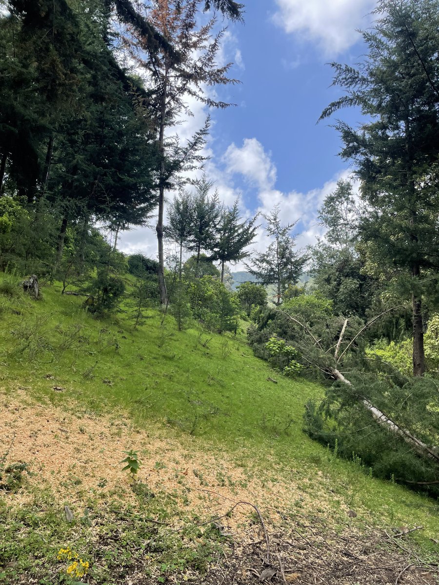 The_Kaigi's tweet photo. Watu wa land on the Aberdares:
📍Kipipiri
-2 acres on the Aberdares 
-All weather rd 3km from the tarmac
-Healthy forest cover
-Water and electricity  
-Nature trails
-Ideal for campsite, rural bundus etc
- 15mins from Kipipiri golf
Asking 3.2M whole property 
Call/App 0712626419 https://t.co/lHb0OOwxtX