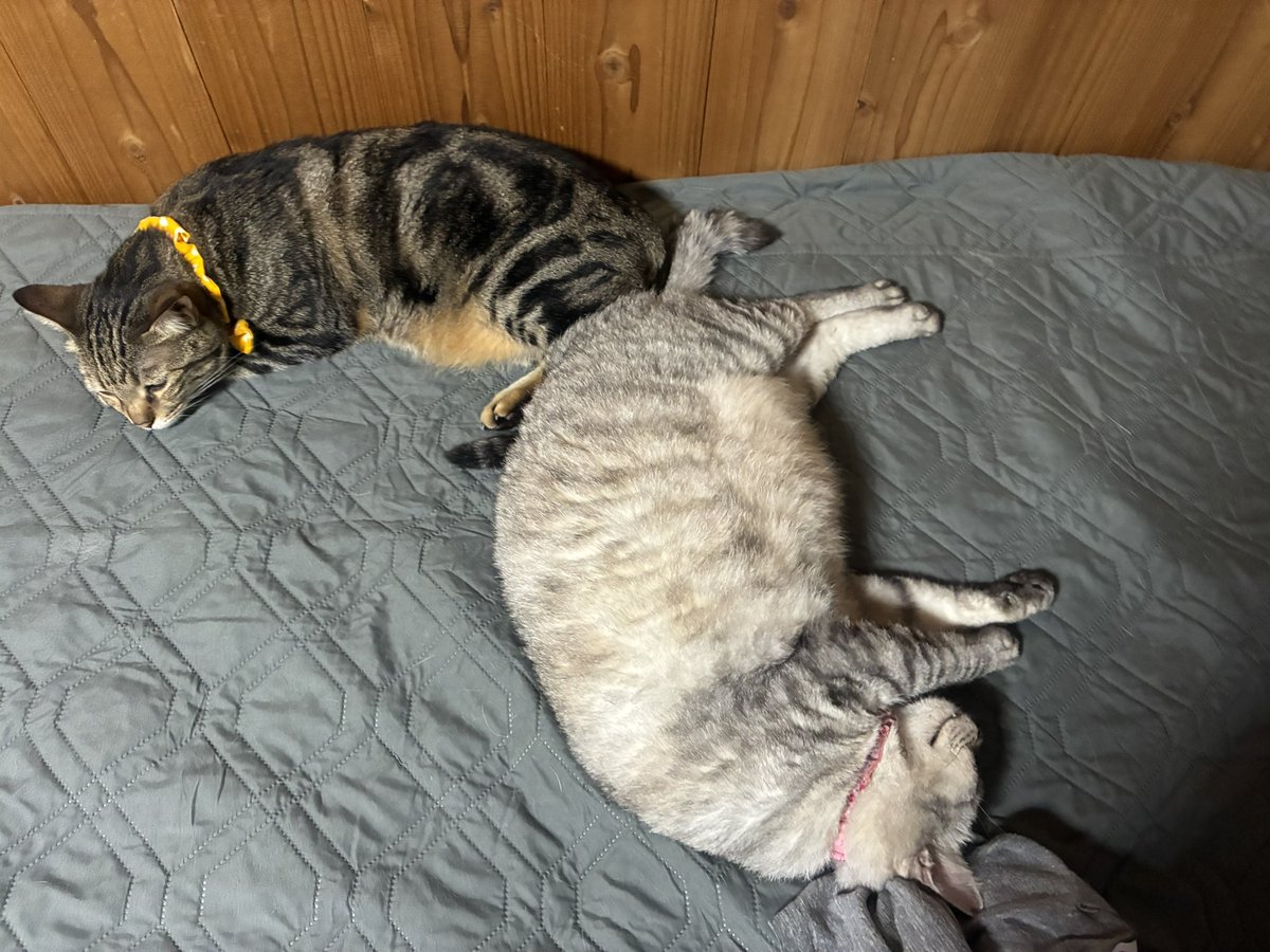 himeginjo's tweet photo. そういえば先日睡眠中とんでもない腹痛で目覚め、意識は遠のき冷や汗ダラダラうめき声しか出ず、救急車を呼ぼうか本当に迷いました😅どうにかお手洗いまで行き、お腹激下し😵ほうほうのていで部屋に戻ってしばらくすると落ち着きその後回復したので、食あたりだったのかも😓
＃キジトラ　＃サバトラ https://t.co/5MbTX5UiBM
