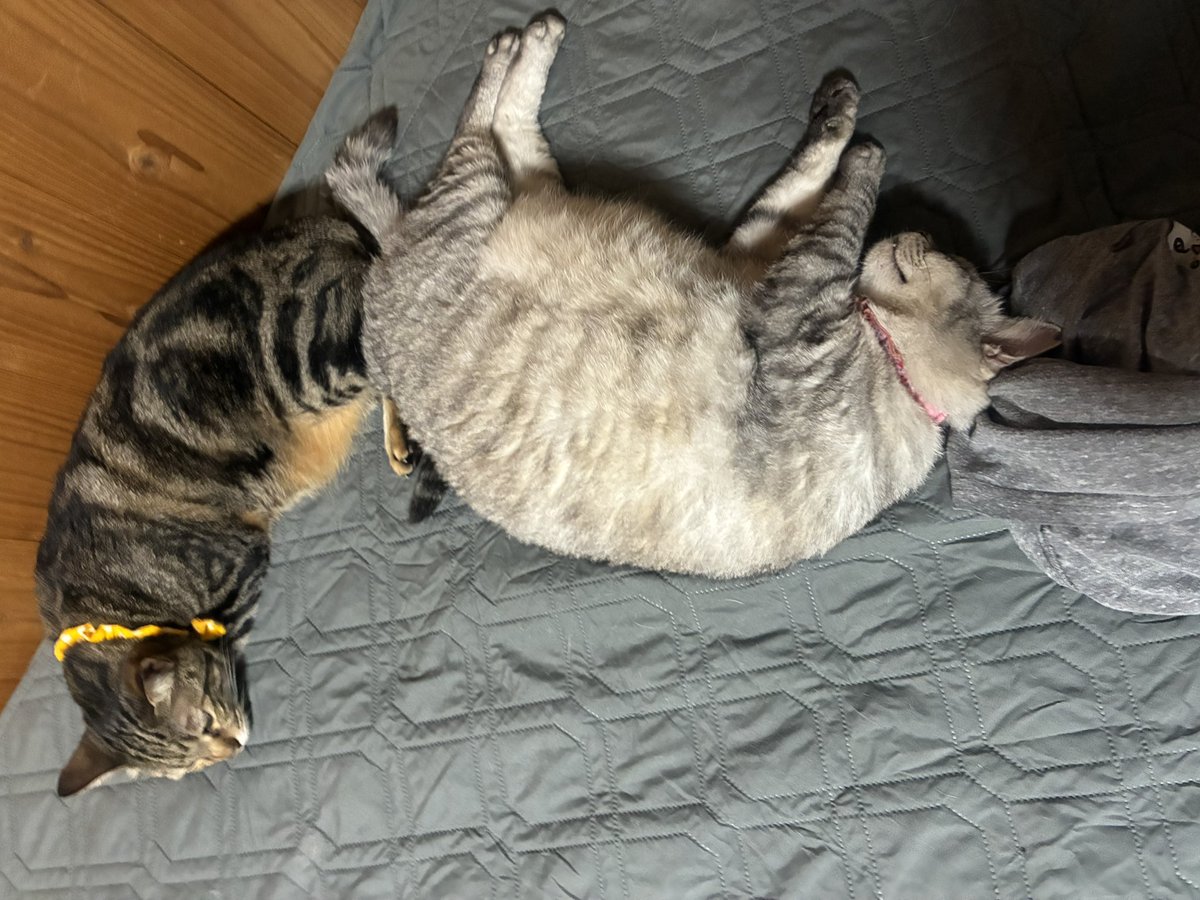 himeginjo's tweet photo. そういえば先日睡眠中とんでもない腹痛で目覚め、意識は遠のき冷や汗ダラダラうめき声しか出ず、救急車を呼ぼうか本当に迷いました😅どうにかお手洗いまで行き、お腹激下し😵ほうほうのていで部屋に戻ってしばらくすると落ち着きその後回復したので、食あたりだったのかも😓
＃キジトラ　＃サバトラ https://t.co/5MbTX5UiBM