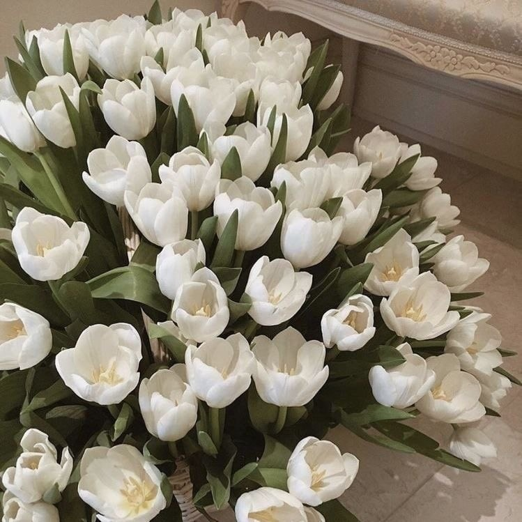 aestheticspost_'s tweet photo. White tulips. https://t.co/jnhvhvPGxa