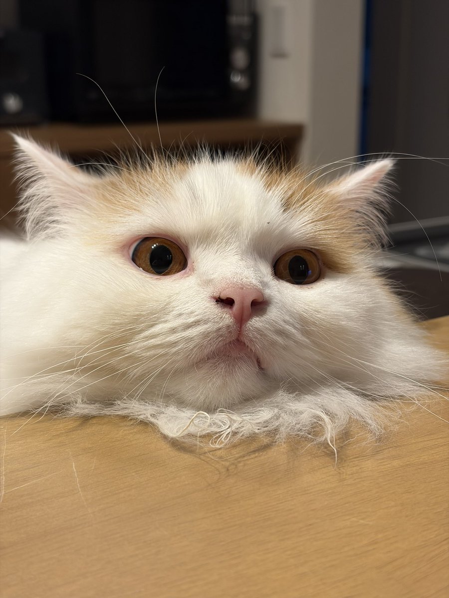 mocomoco1230's tweet photo. あご乗せソラくん😸
そろそろキッチンからどいてくださいませ💦

#猫 #ねこ #猫のいる暮らし #猫好きさんと繋がりたい #マンチカン #cat https://t.co/x8FLQY7EML
