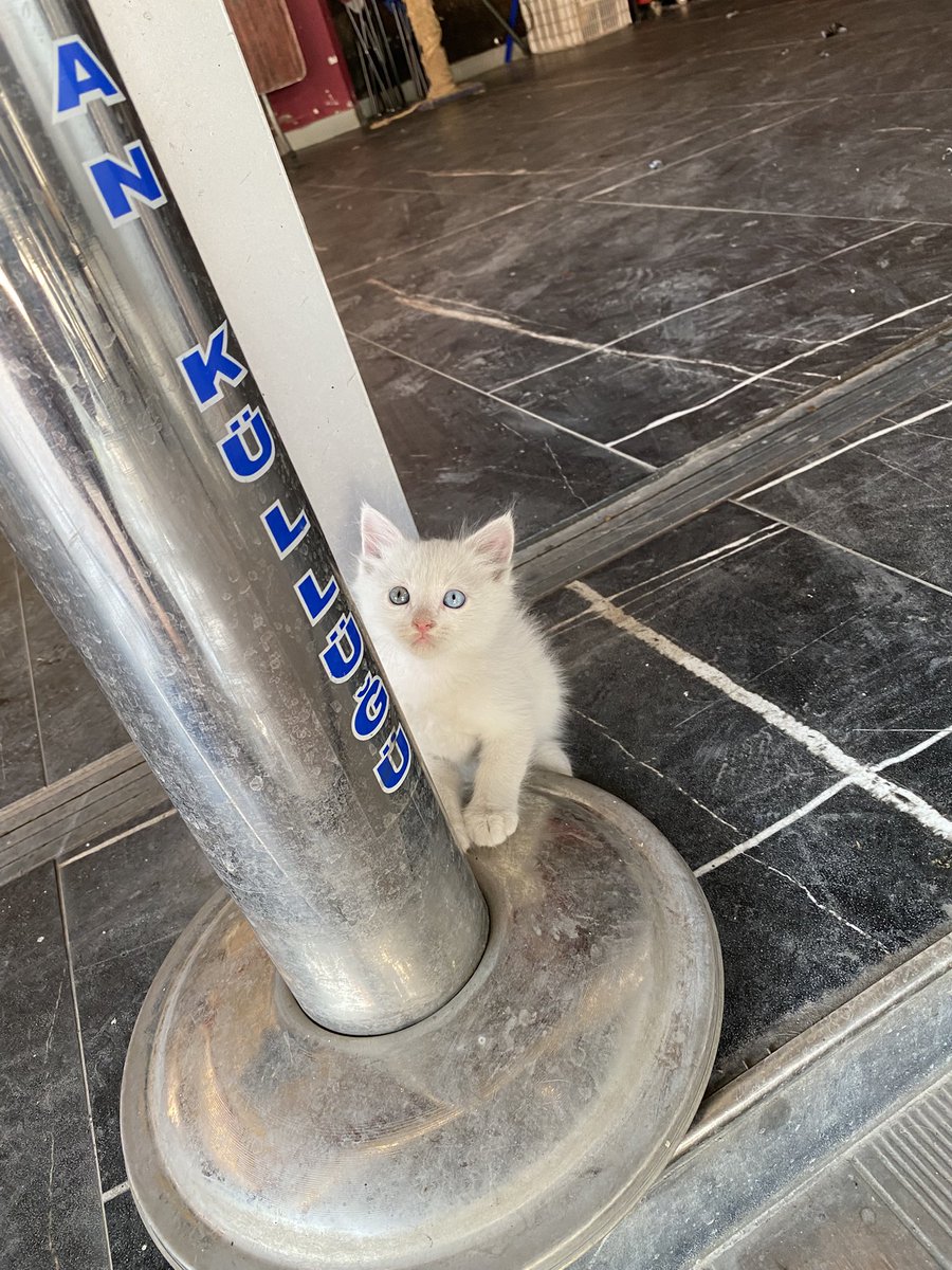 felankest's tweet photo. İzmir’de beş tane Ankara kedisi yavrusu var sahiplenmek isteyen olursa bana ulaşsın https://t.co/w9o4bTMS9a