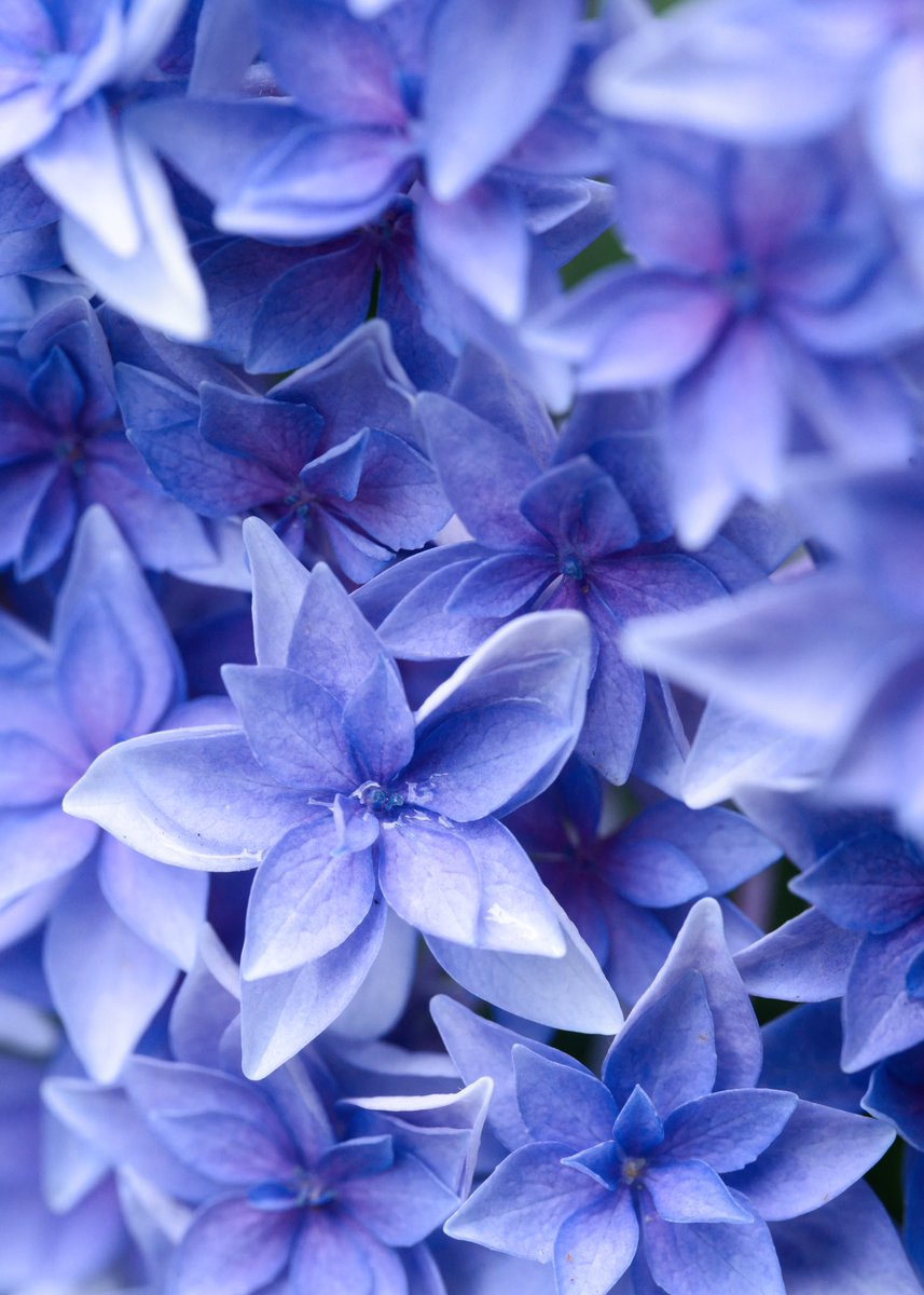 RyosanNZ's tweet photo. 『macro-rangea』
*

#紫陽花
#紫陽花マクロ
#マクロ写真
#花の写真
#hydrangea https://t.co/3CidU2yF9x