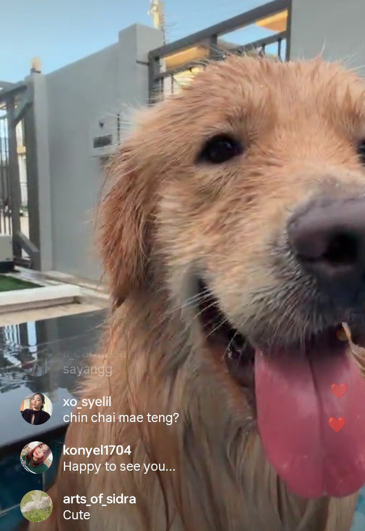 sasha_ONS's tweet photo. Ohm IG live 😄🐶🧡
#ohmpawat #gold_denn 🫶🏻 https://t.co/yR5pYBsXbh