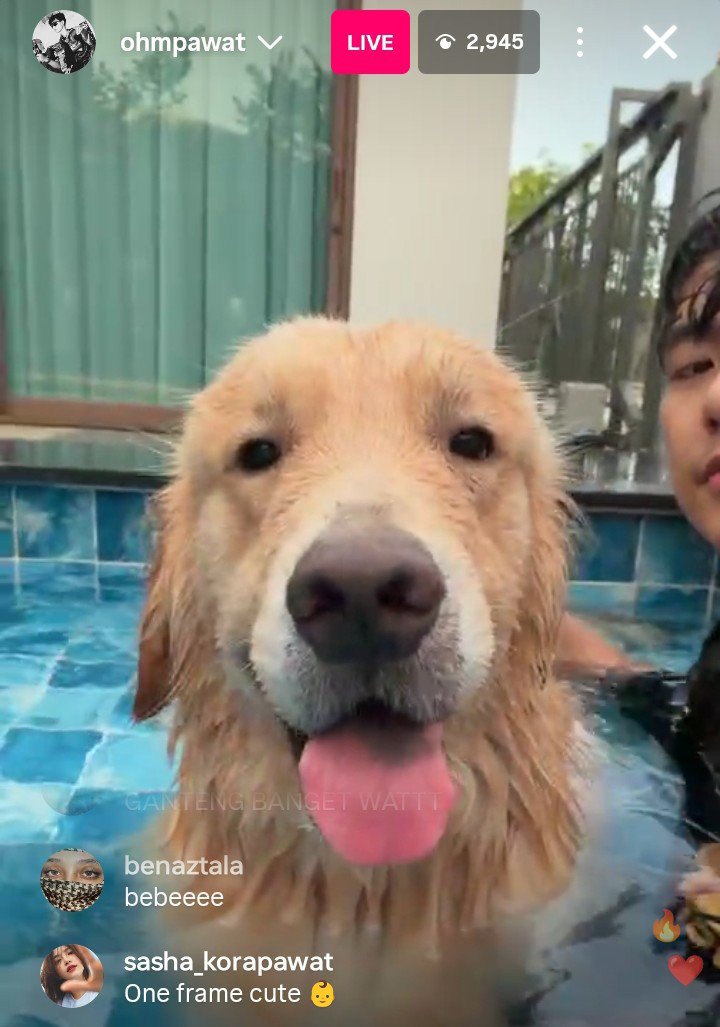 sasha_ONS's tweet photo. Ohm IG live 😄🐶🧡
#ohmpawat #gold_denn 🫶🏻 https://t.co/yR5pYBsXbh