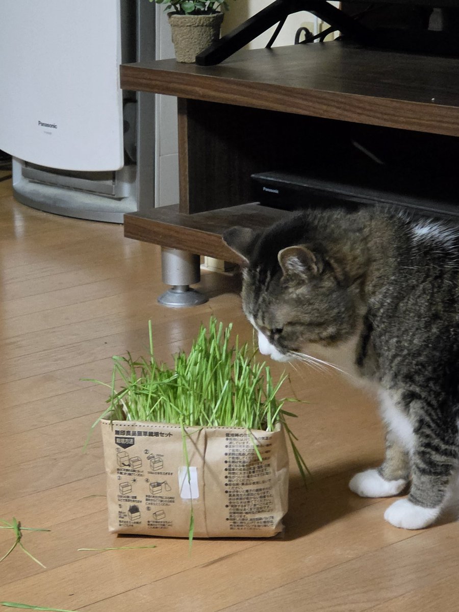 studiotoybox21's tweet photo. 猫草と猫達 https://t.co/EA0UNAtzSR