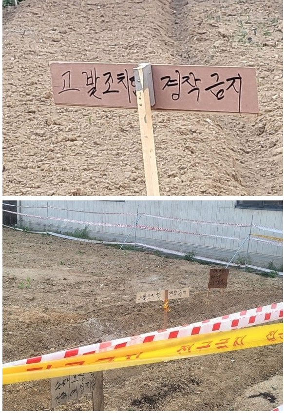davewithu's tweet photo. 내 땅에 남이 무단 농사 지으면 무조건 막아야 하는 이유

공사 준비중인 땅에 노인들이 와서 씨 뿌리고 뭘 심음..
하지말라고 해도 자기 마음이라고 모르쇠...

왜그러는걸까?? https://t.co/WTUkahcLxF