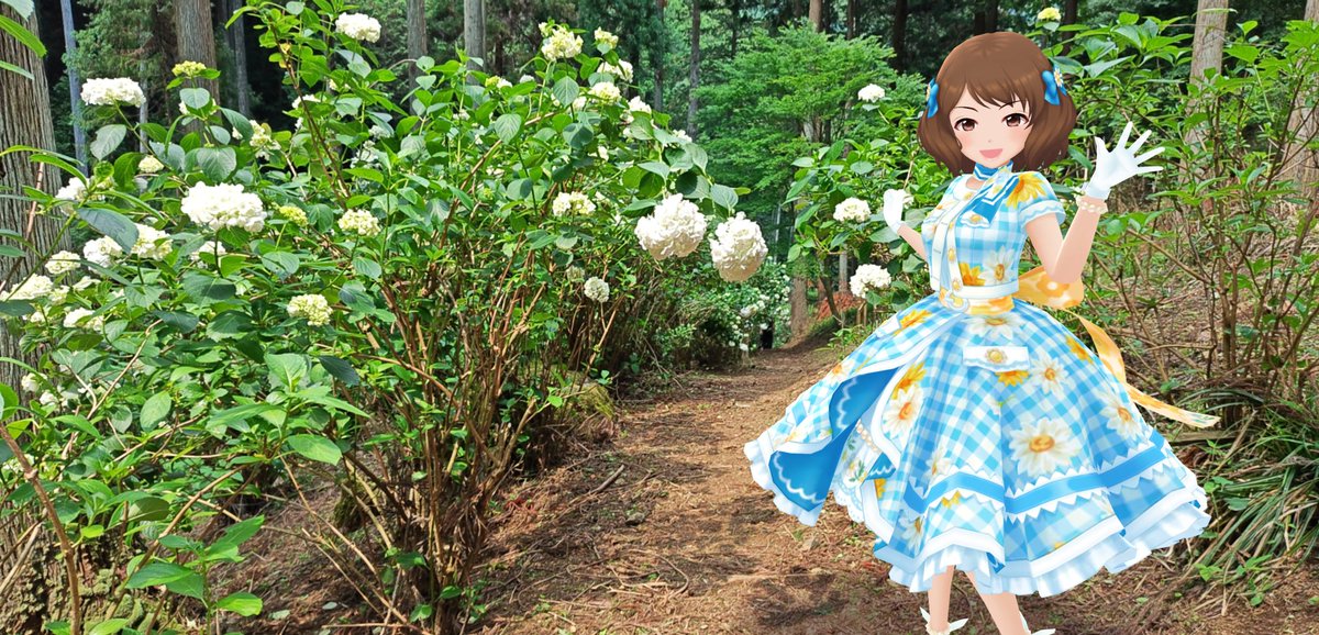 南沢あじさい山の白い紫陽花と少し早い夏コーデの蓮実ちゃん #8時43分