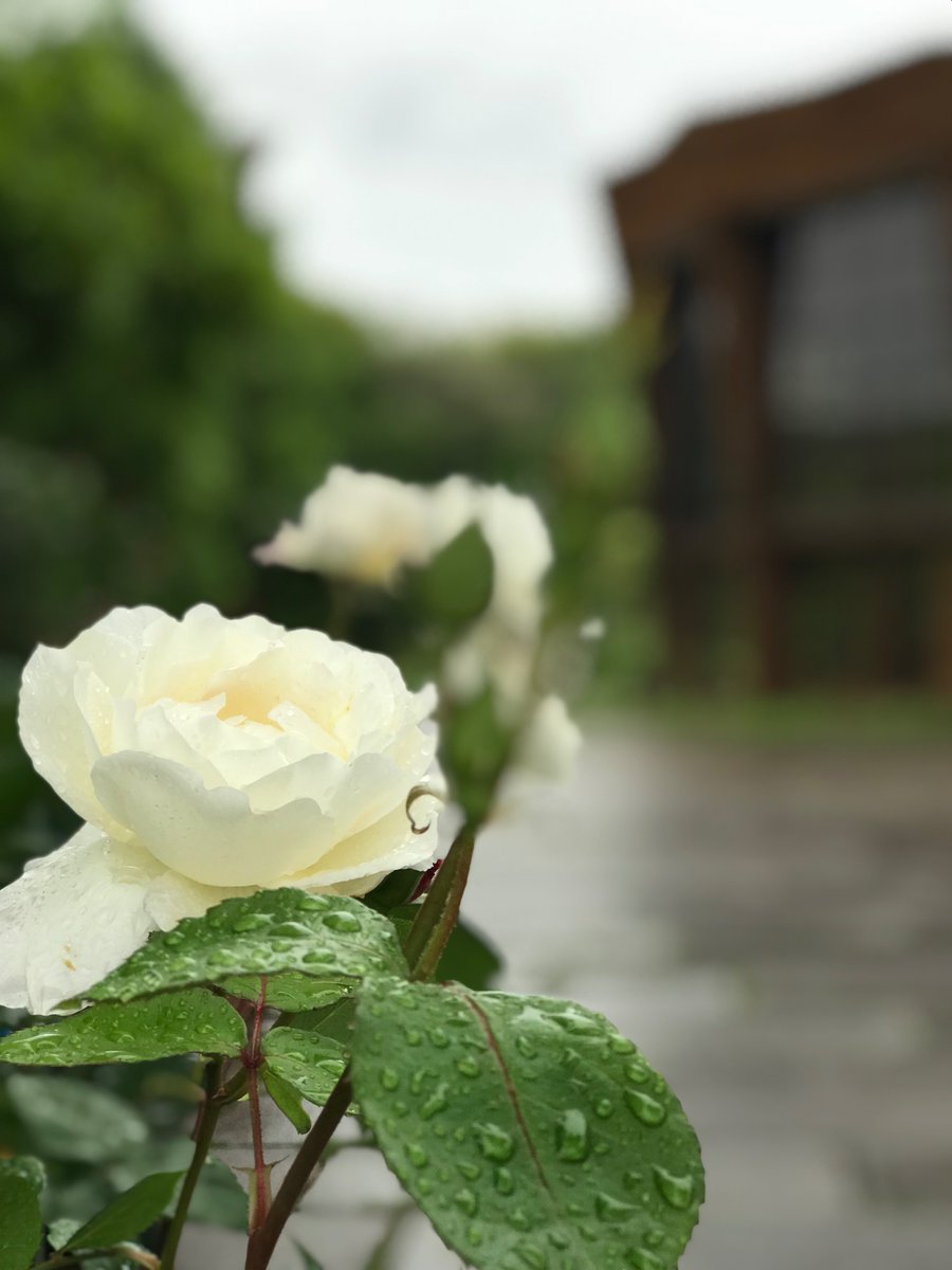 whotele's tweet photo. まろ~ 雨の日も嫌がらずに

楽しくお散歩　出来ましたね

カッパを着せるときのまろ

可愛らしかった

じっとしてたもの https://t.co/hfAdbwh0eP
