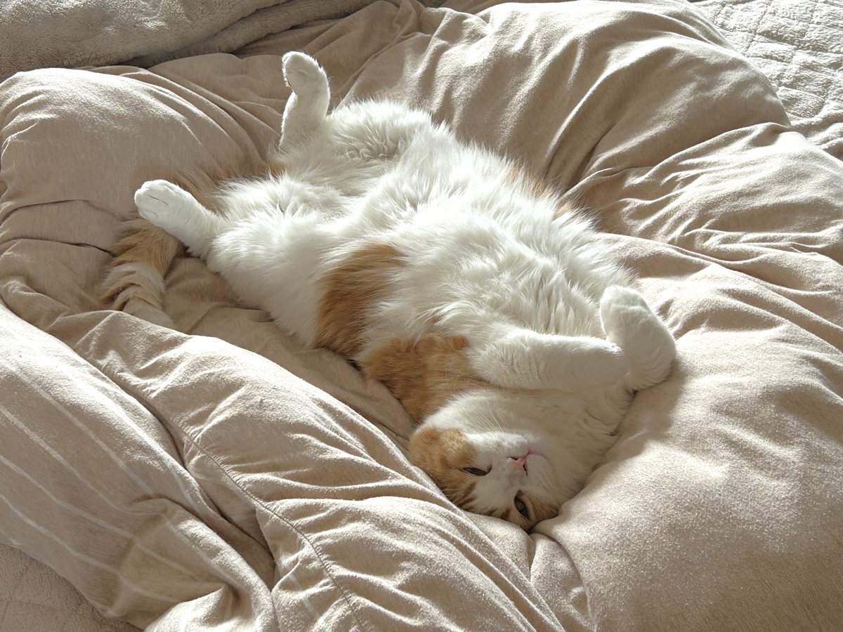 mugimaru1201's tweet photo. (むぎまる)受け身の練習中にゃ😼
(もっちー)がんばれーーー😹 https://t.co/lE13hOFncs