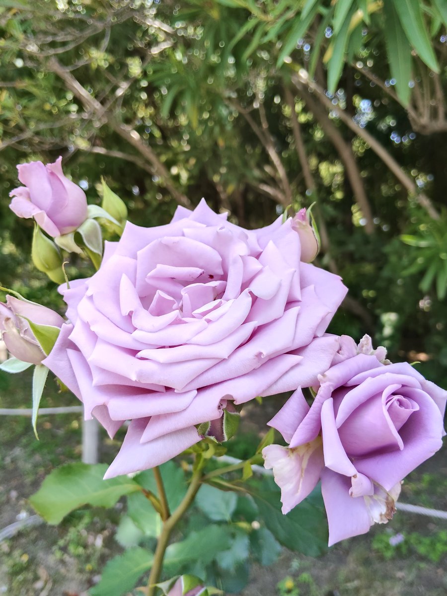 hashibario's tweet photo. なんやかんやで６月はあちこちお花を見に行ったぞ〜！バラ園は終わり際だったから少し枯れ始めていたけどもアーチ素敵だった！ https://t.co/EVu0zEejCO