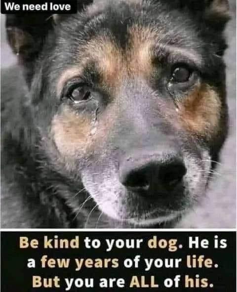 DogLovers03's tweet photo. https://t.co/h54HzYtUXS