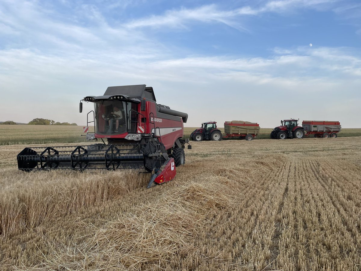 bigard_q's tweet photo. Orges d’hiver terminées ce matin à la fraîche ! Comme prévu, rien d’exceptionnel 🫤 (entre 6 et 6,5T), mais ça aurait pu être pire pour un semis de mi- octobre derrière maïs grain. #Manade beaucoup plus belle que #Bonnovi ! https://t.co/jX3WwplLx1