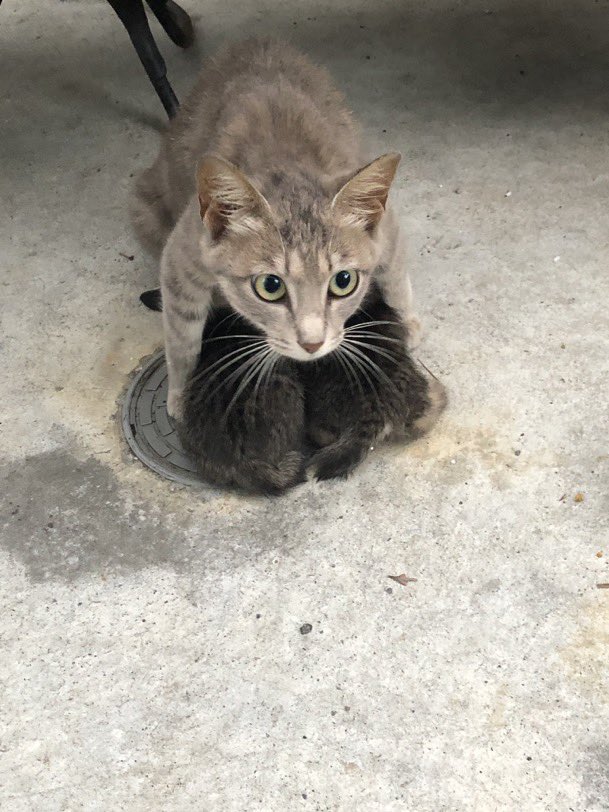 癒しの動物 tweet media