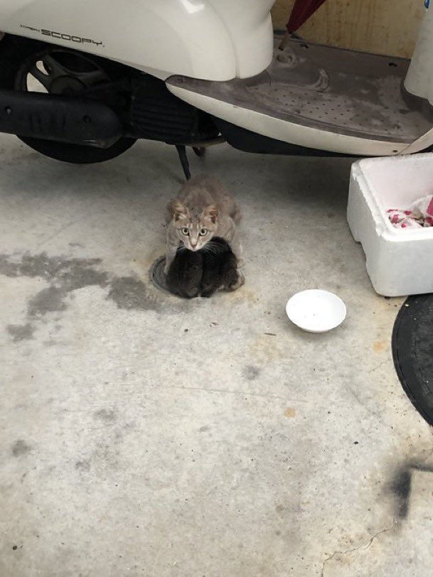 癒しの動物 tweet media