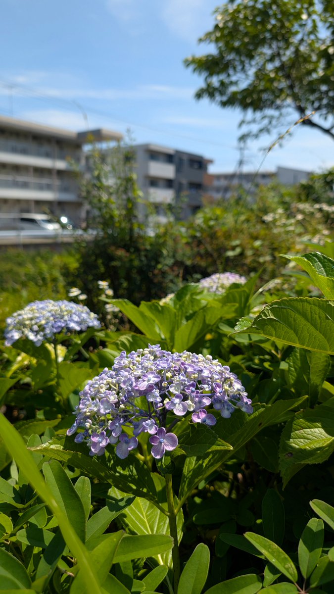 geckour's tweet photo. @rdy0 そんな君にスマホで適当に撮った紫陽花をあげよう https://t.co/P7R9RVQgSg