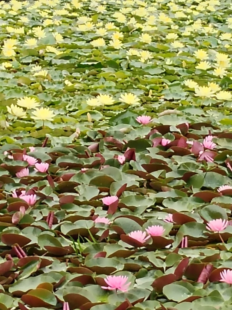 hashibario's tweet photo. 紫陽花は、アンブレラロードが見たくて少し遠征してみた。まあるくて白い紫陽花が可愛くて興奮してもた。布みたいな質感✨️一面の睡蓮、こんなに咲いてるの初めてでこれまた大興奮だった https://t.co/48I4YVyimU