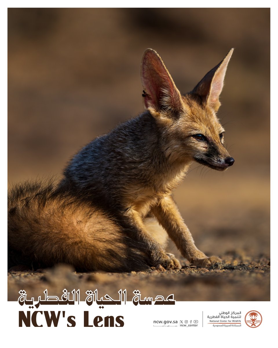 NCW_center's tweet photo. ثعلب بلانفورد... في لحظة ترقب.
#بحياتها_نحيا

Blanford's Fox... Watching Intently
#NurturedByNature https://t.co/nUflReQbxE