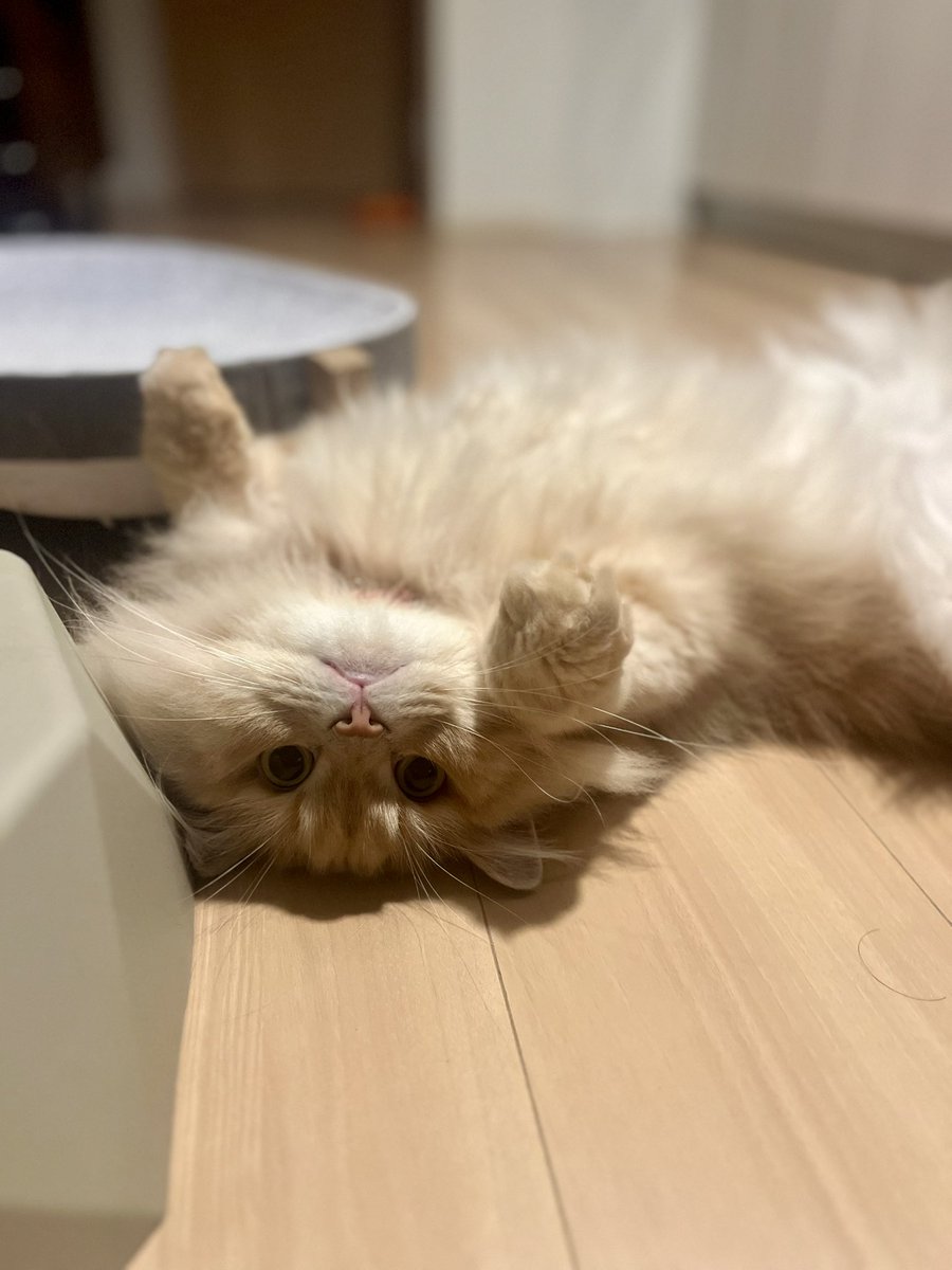 choupette_chan's tweet photo. 暑すぎて猫もこれ https://t.co/5aUAGZ6Gwh