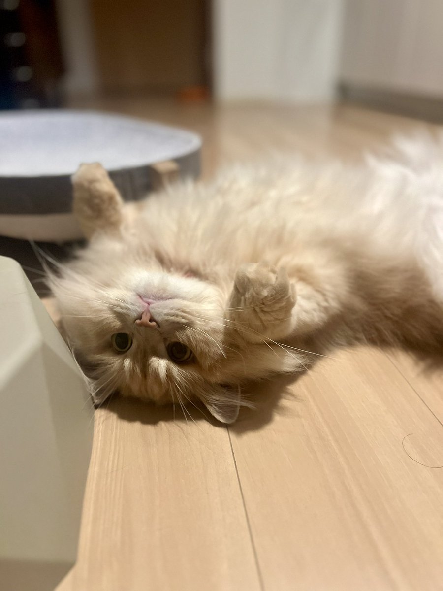 choupette_chan's tweet photo. 暑すぎて猫もこれ https://t.co/5aUAGZ6Gwh