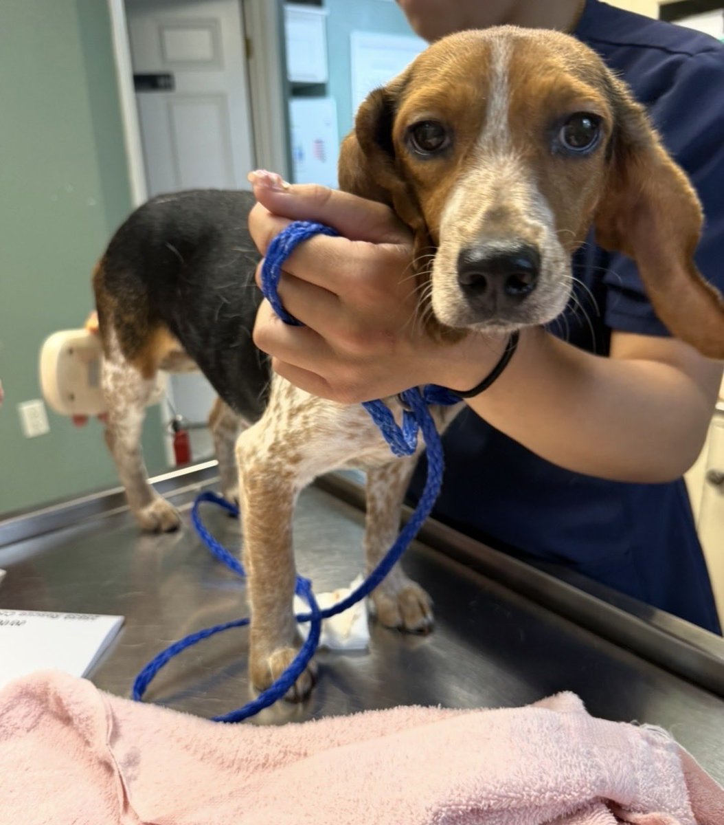 LolaPatolla's tweet photo. It’s $5 Friday!
Posey was found chasing a truck down a dirt road.
Now she is safe at our vet getting up to date on vet care.
Posey deserves better than abandonment.
Donations accepted for her vet care 🩷
https://t.co/E3RohOMmwo https://t.co/YxFSNy9uRz