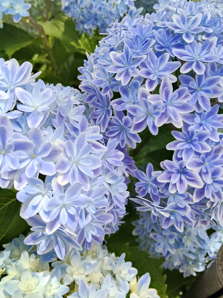 hashibario's tweet photo. あと身内のあれこれでしばらく６月から月1で帰省することになったので、隙間が作れたら関東圏の方々にお会いできたら嬉しいです〜！今月は急すぎたので鳩狩りに一瞬鎌倉へ……花手水、綺麗だった〜！ https://t.co/XHTnMJDi41